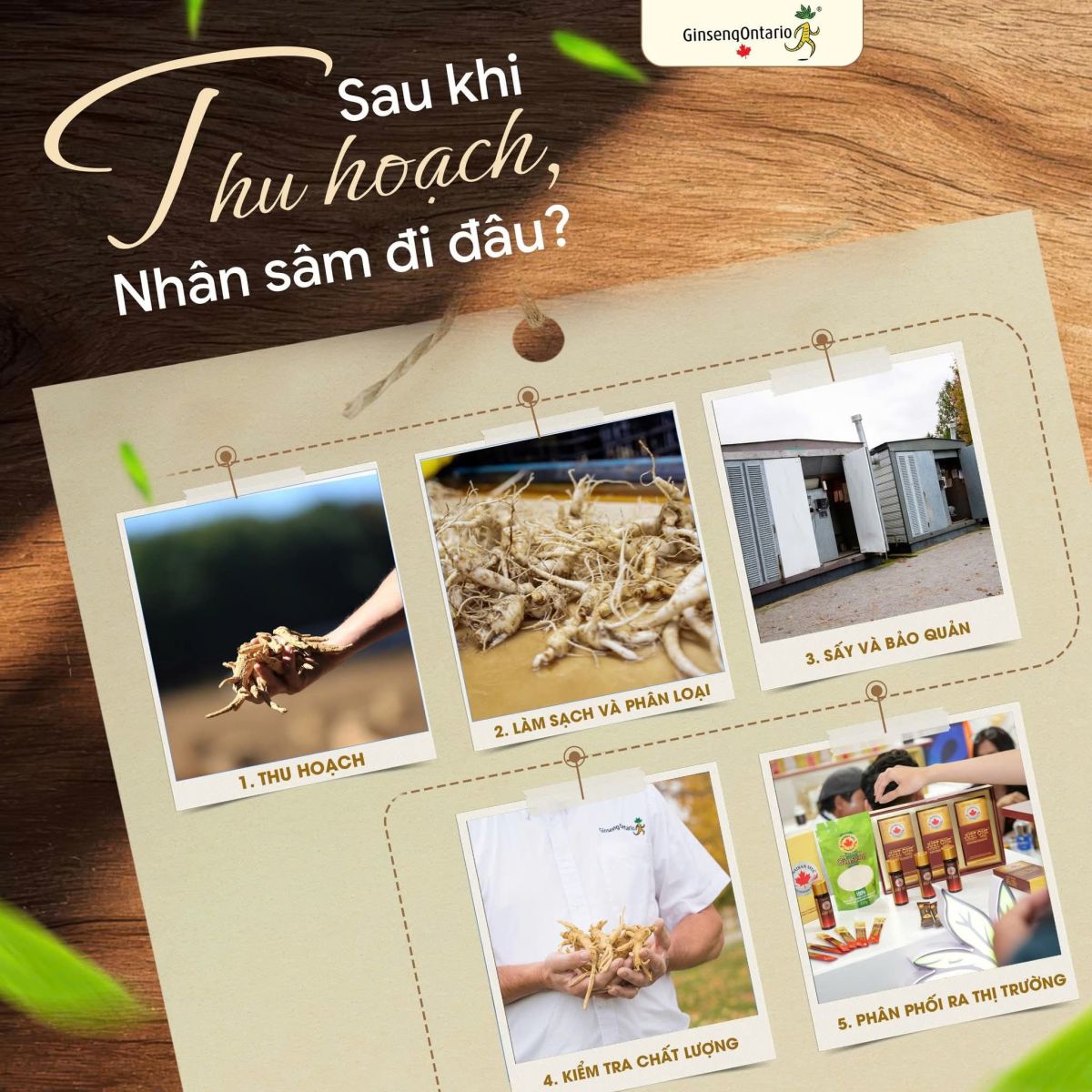 phân phối nhân sâm Canada