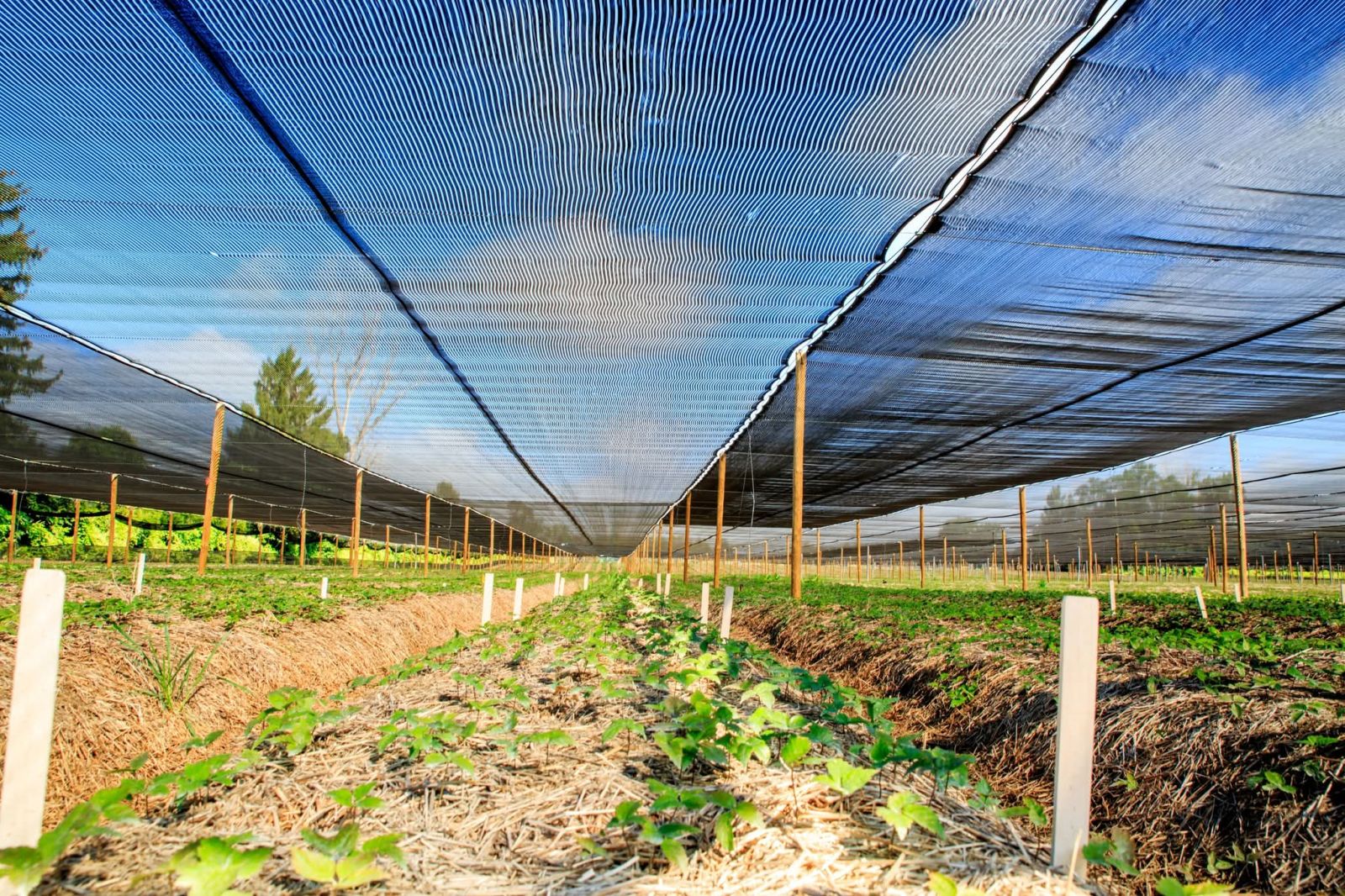 nhân sâm Canada giá trị kinh tế